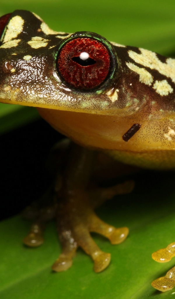 Большая лягушка с красными глазами на зеленом листе