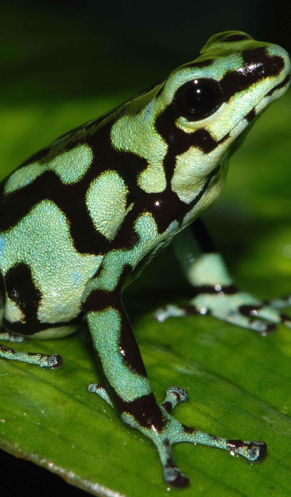 Черно зеленая ядовитая лягушка сидит на зеленом листе