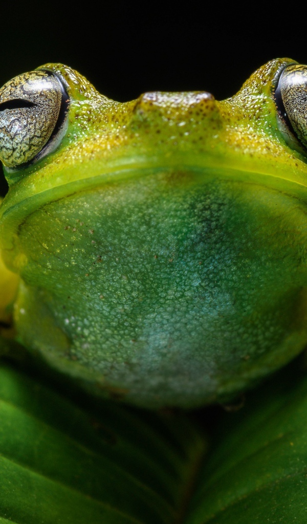 Лягушка на зеленом листе крупным планом
