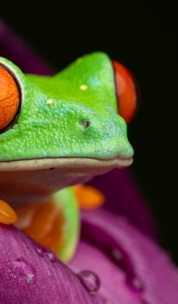 Зеленая лягушка Красноглазая Квакша на цветке