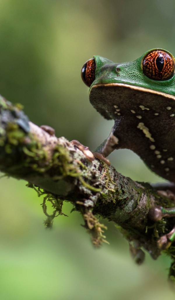 Зеленая лягушка сидит на ветке 