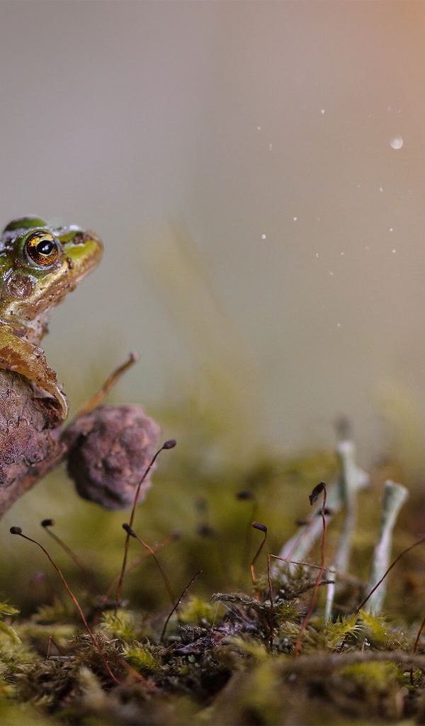 Зеленая лягушка сидит на грибе