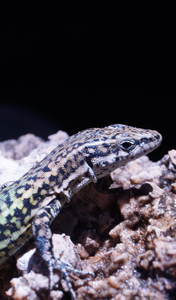 Маленькая ящерица сидит на камне 