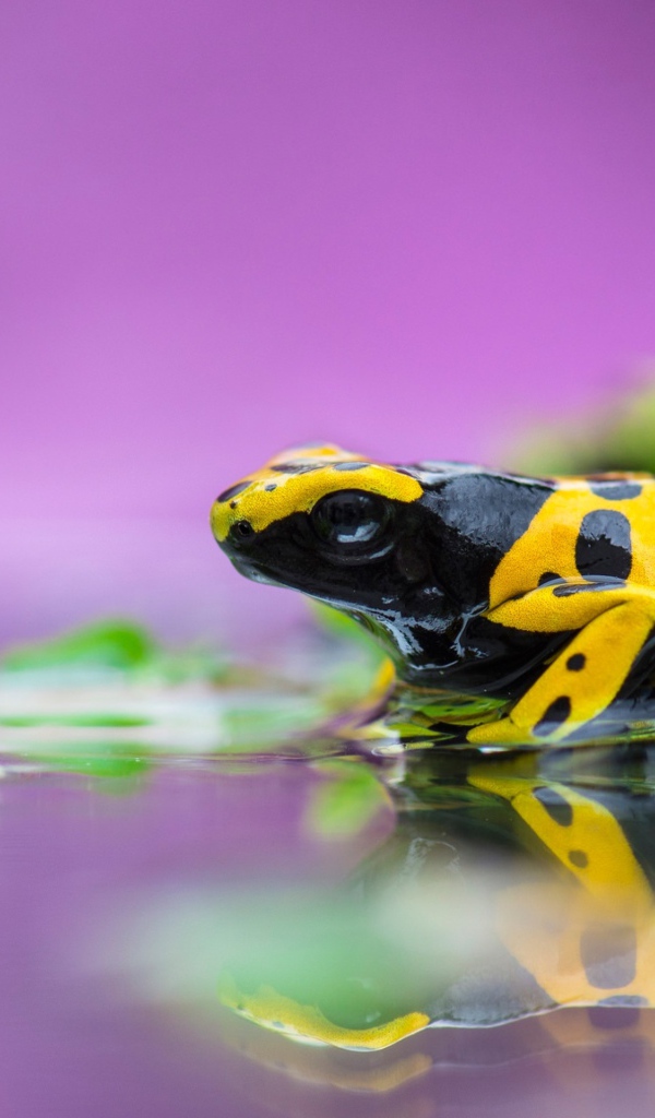 Ядовитая лягушка древолаз в воде 