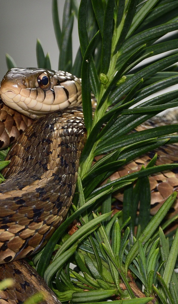 Змея сидит в зеленых ветках 