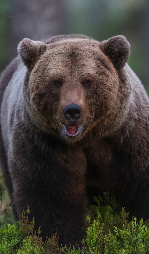 A large, menacing brown bear walks through the forest.