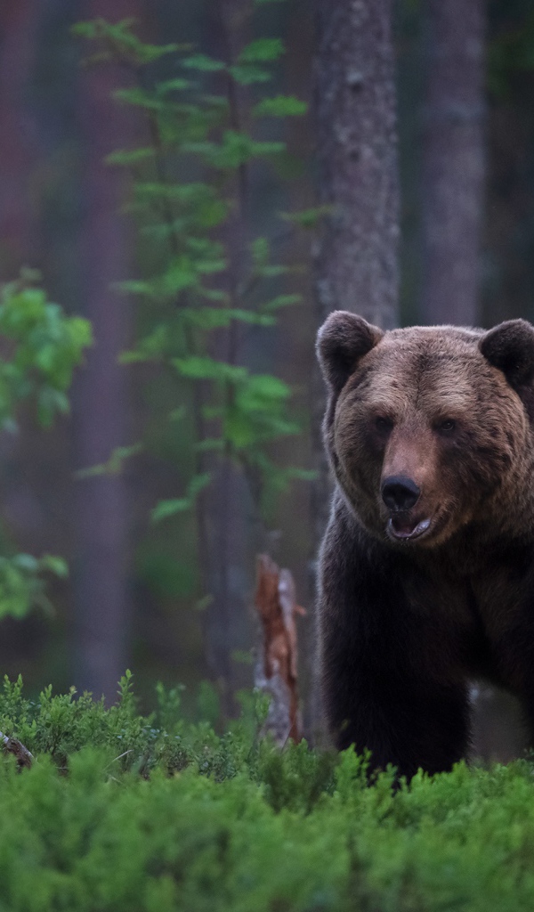 Большой бурый медведь в покрытом мхом лесу 