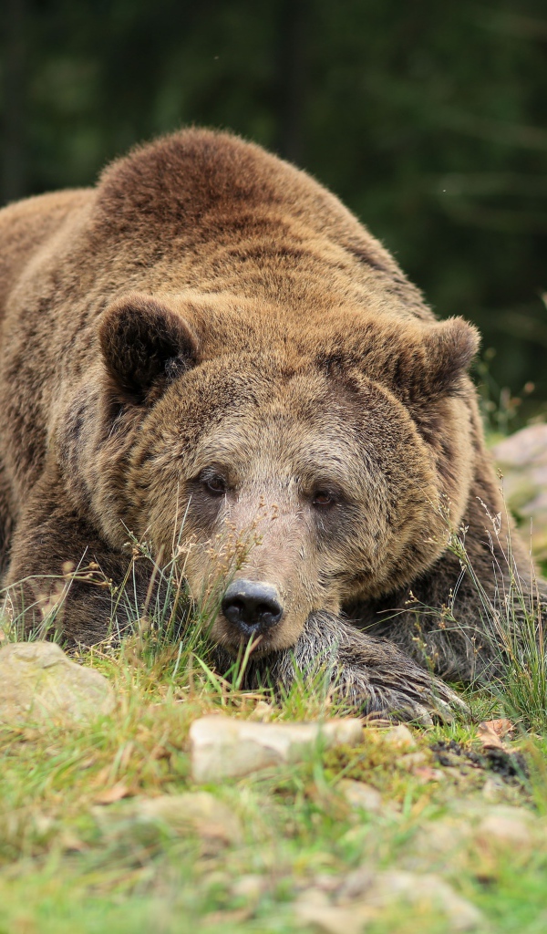 Большой бурый медведь лежит на земле с камнями