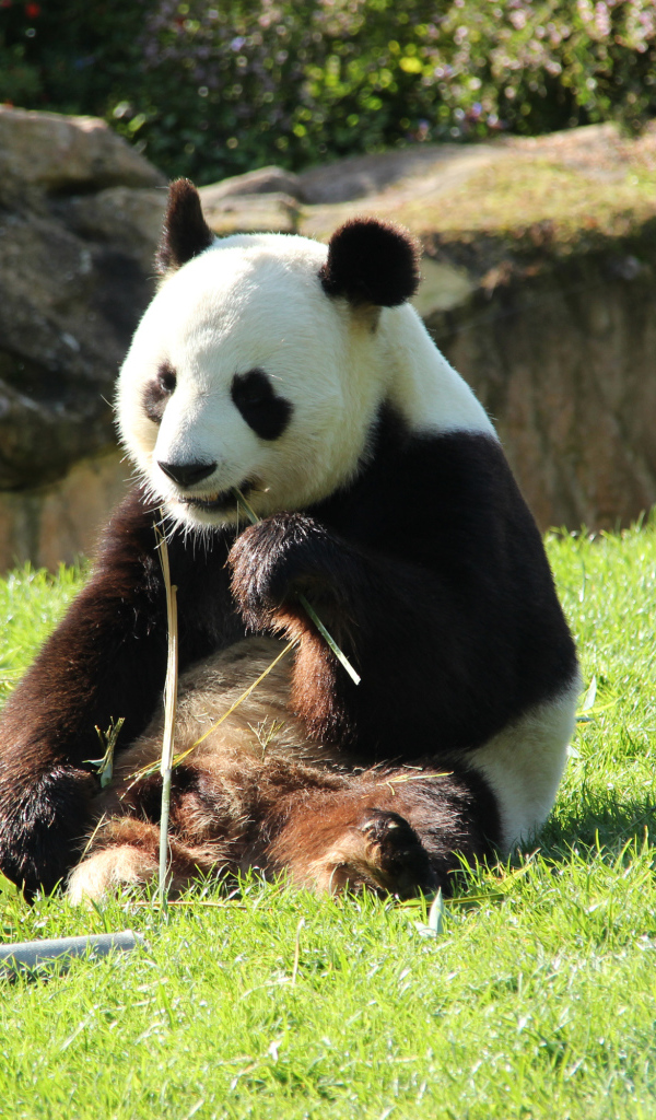 Большая панда грызет бамбук на зеленой траве