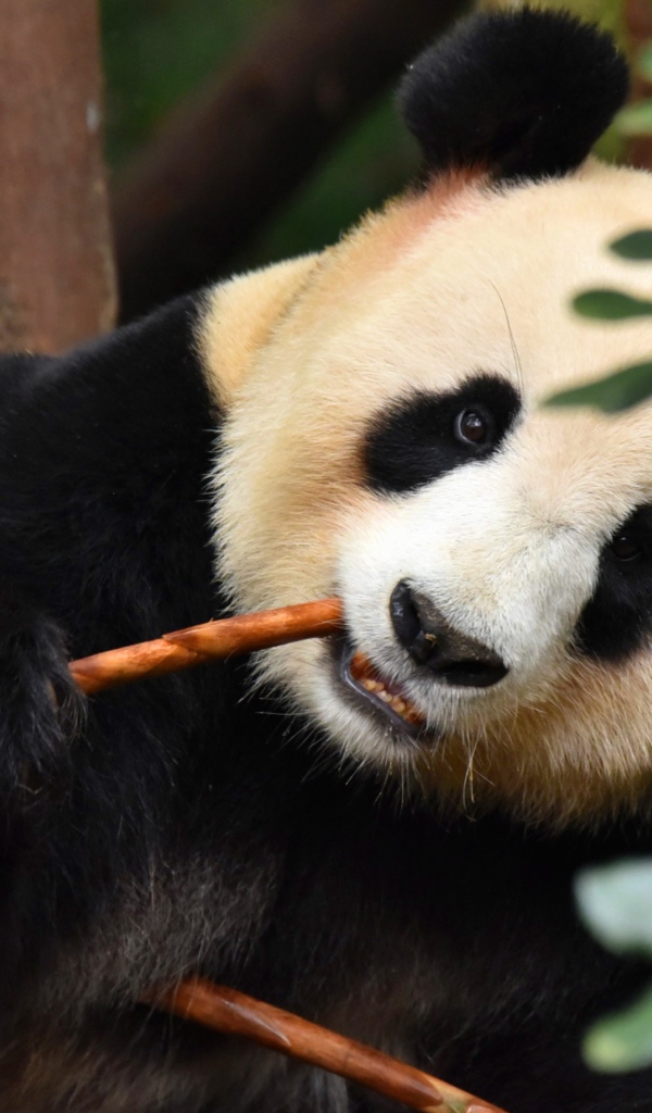 Большая панда в зоопарке грызет ветку