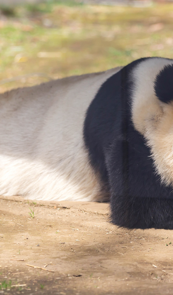 Большая панда спит в зоопарке 