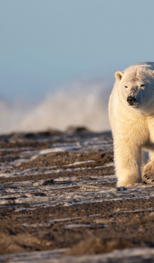 Большой белый медведь идет по песку