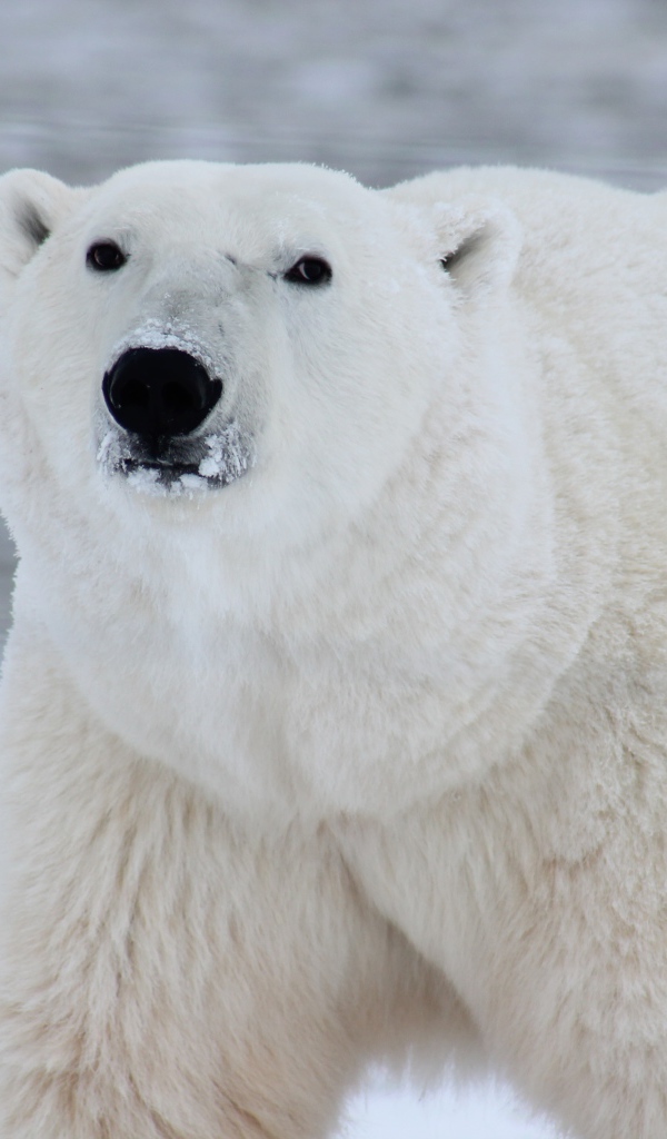 Большой белый медведь с мордой в снегу
