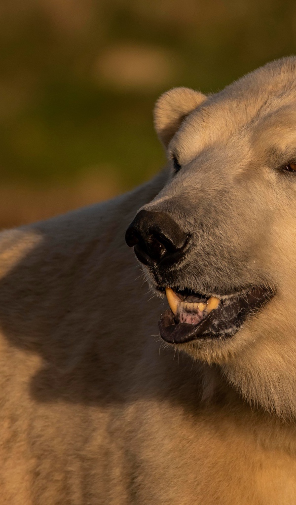Большой белый медведь с острыми клыками