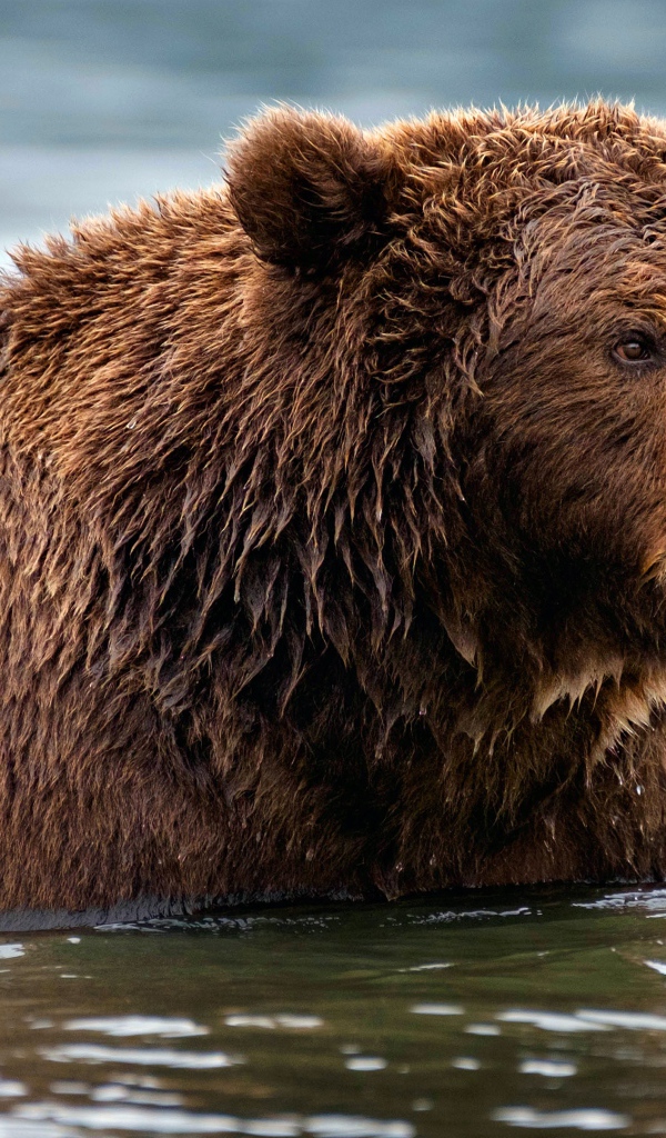 Большой мокрый бурый медведь в воде