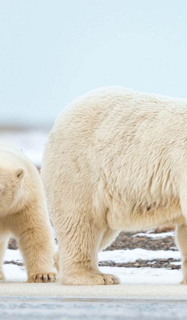 Большая белая медведица идет по снегу с маленькими медвежатами
