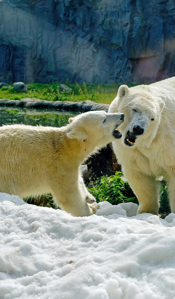 Большая белая медведица с медвежонком на снегу в зоопарке