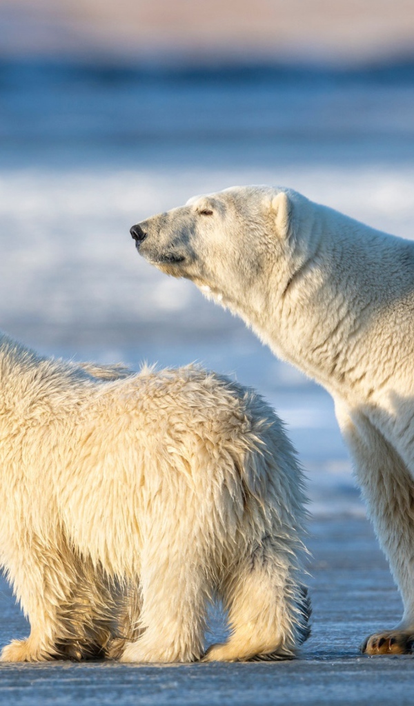 Большая белая медведица с медвежатами на снегу 