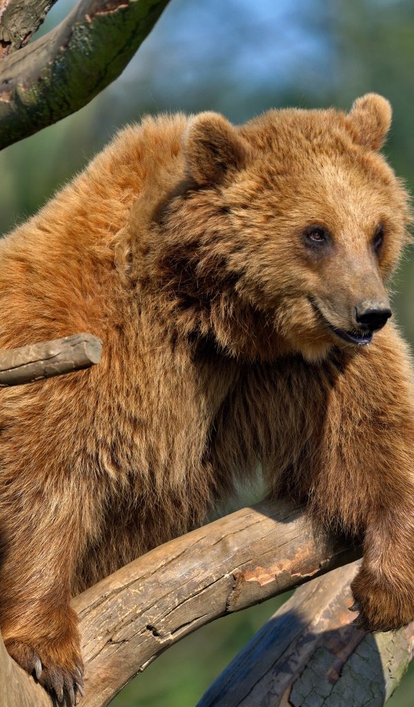 Бурый медведь сидит на сухом дереве
