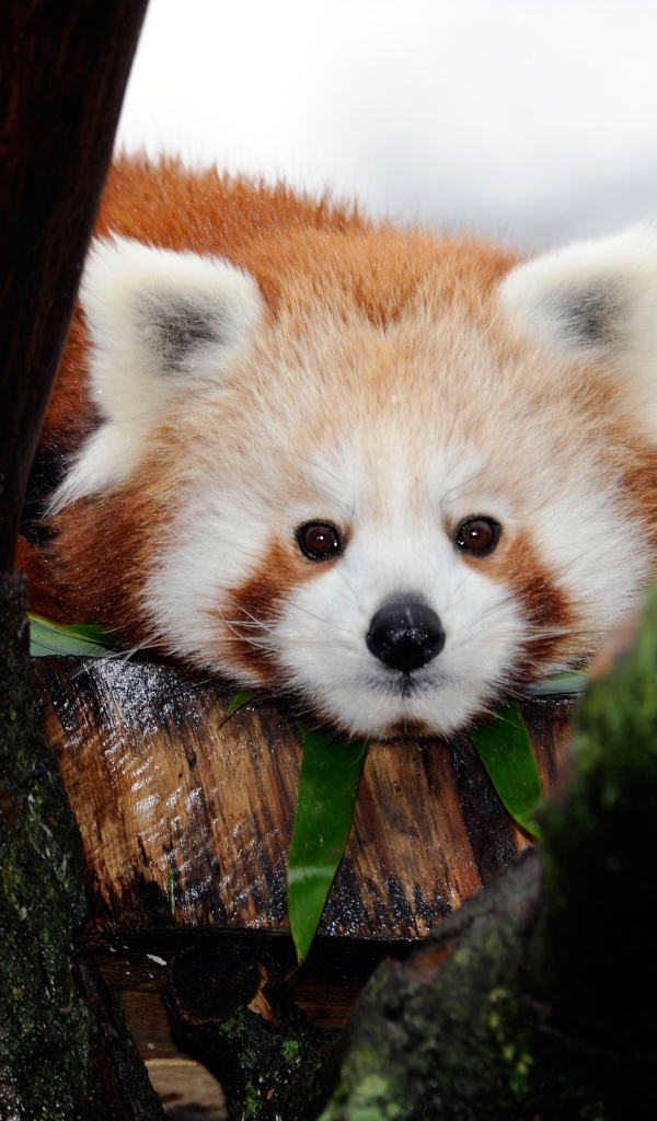 Милая малая панда лежит на дереве 