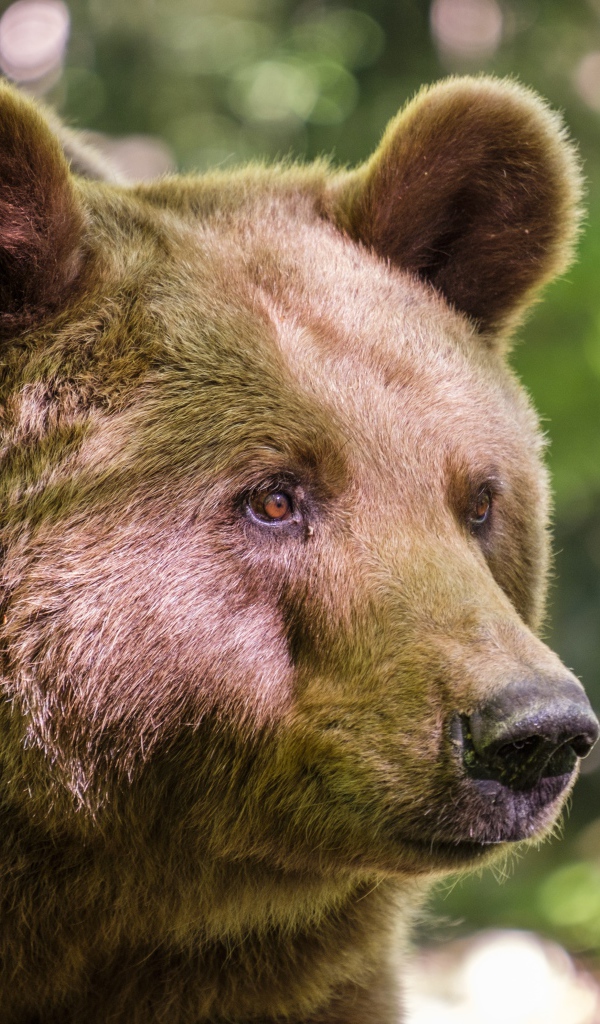 Морда большого бурого медведя крупным планом