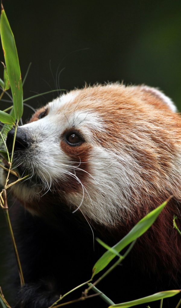 Малая панда грызет ветки бамбука