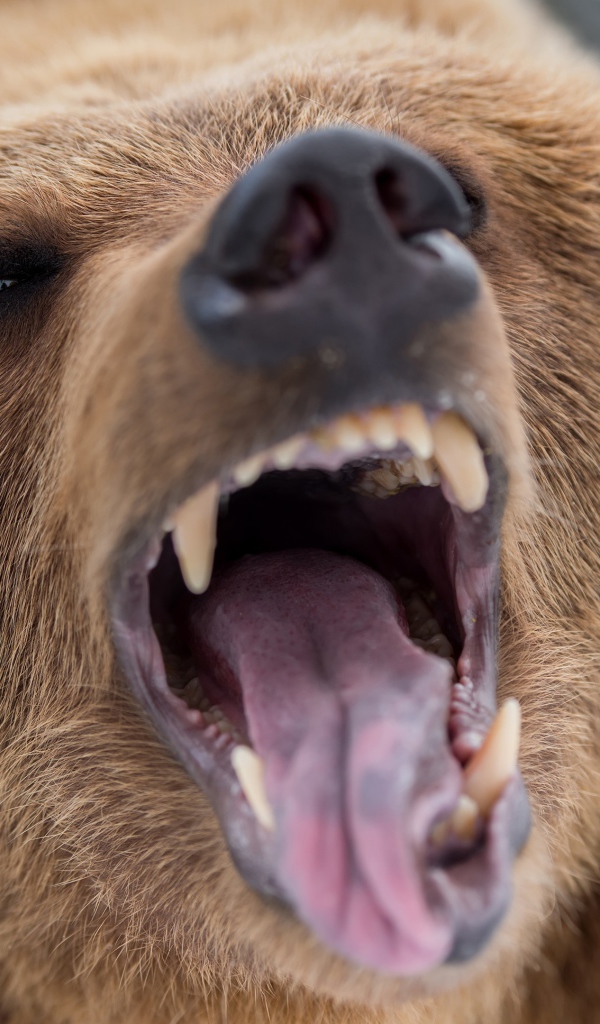 Грозный оскал бурого медведя 