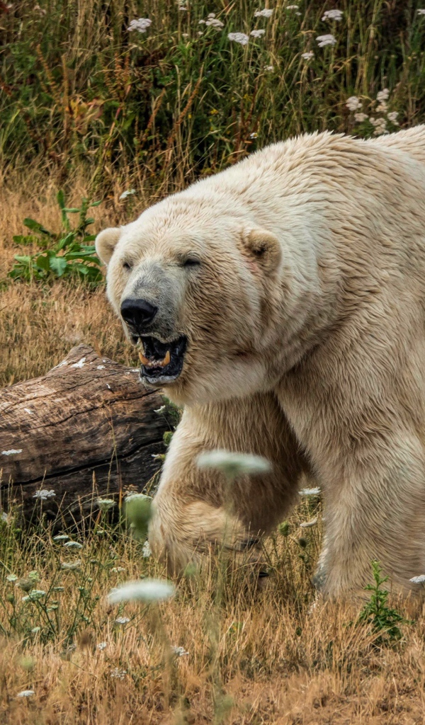 Грозный белый медведь с острыми клыками на траве