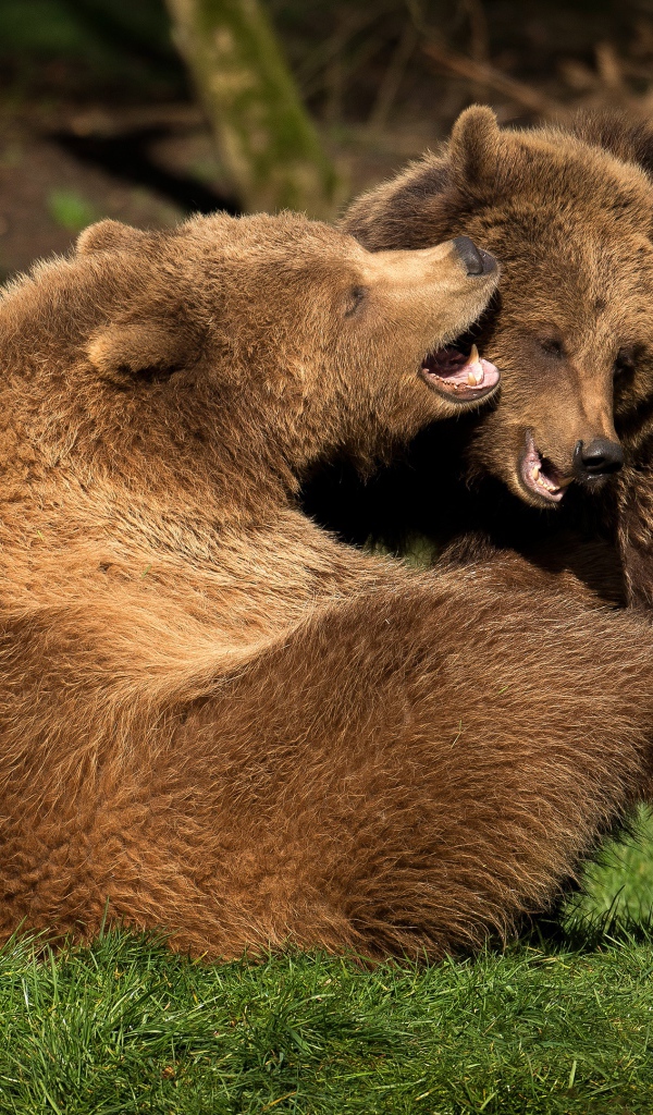 Два больших бурых медведя на зеленой траве