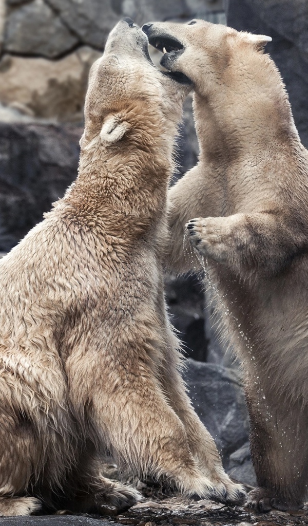 Два больших белых медведя дерутся