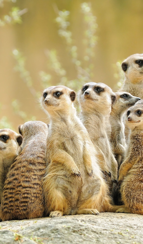Много сурикатов сидит на камне
