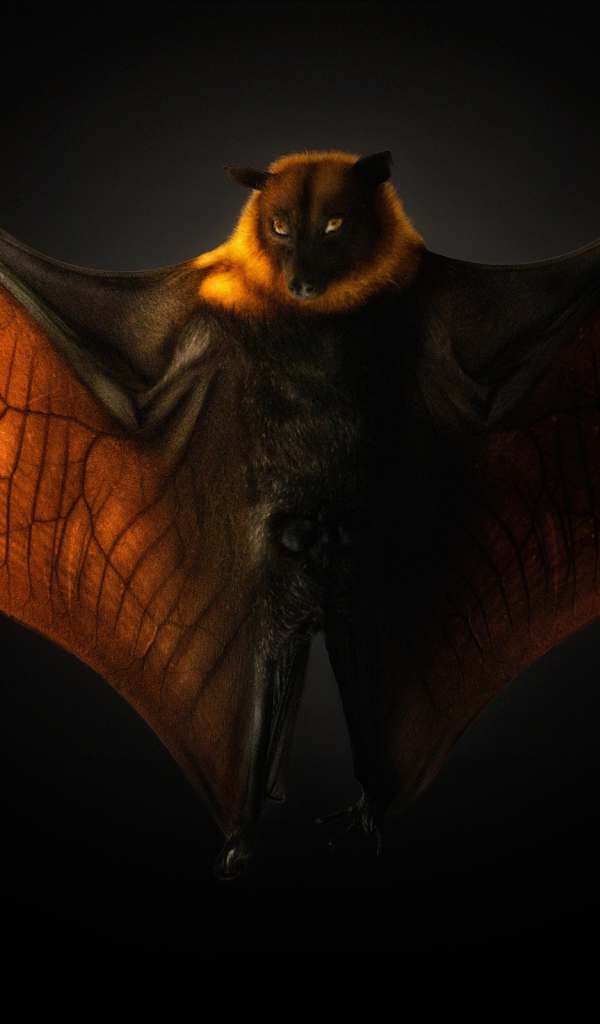 Большая летучая мышь на черном фоне