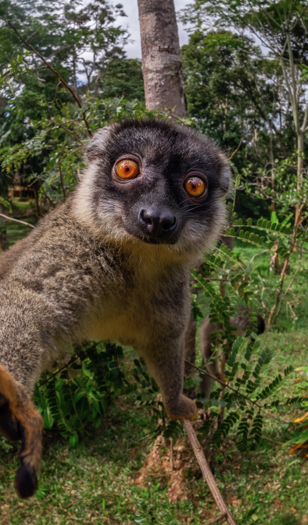 Смешной лемур лезет в камеру 