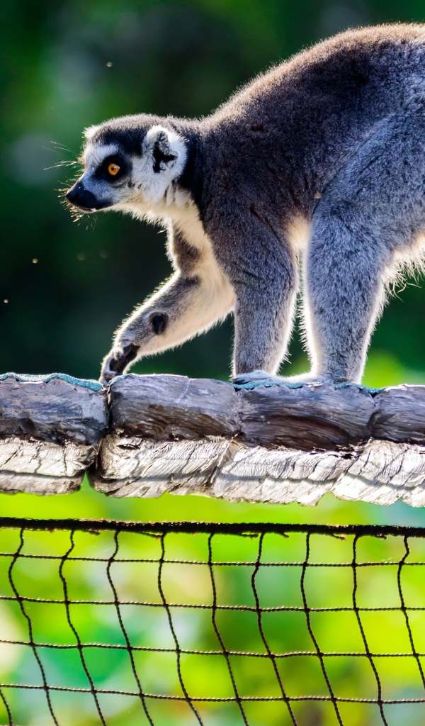 Лемур идет по деревянному мосту 