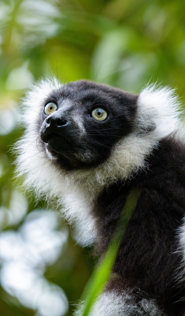 Лемур сидит на ветке дерева