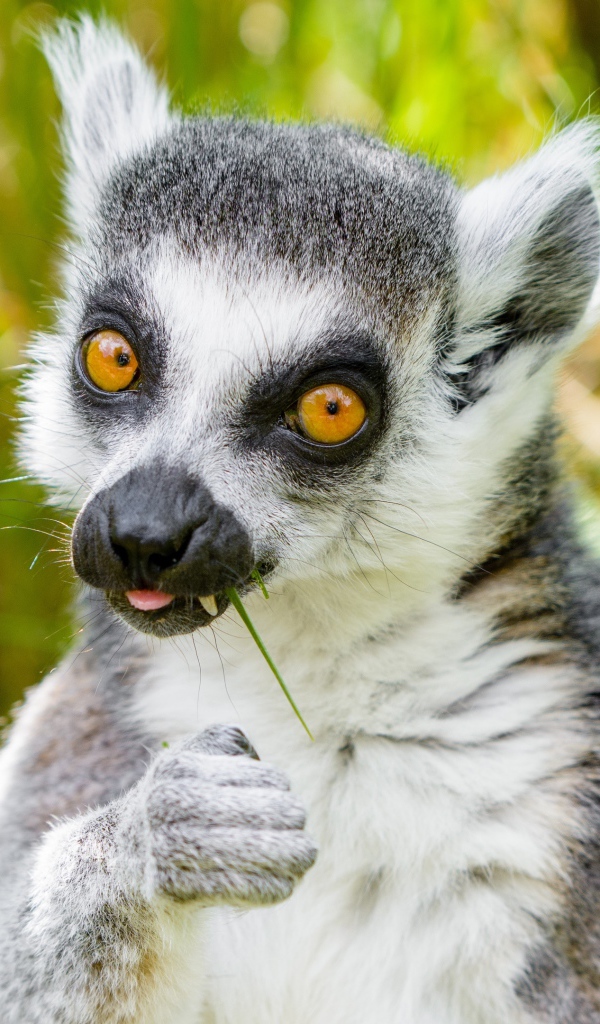 Лемур с желтыми глазами ест траву