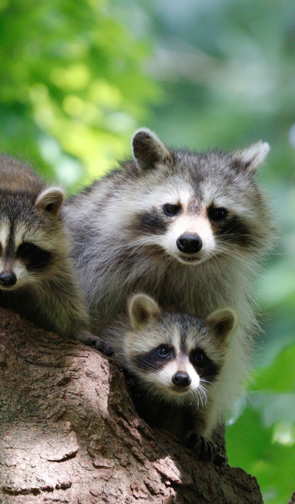 Три серых енота сидят на дереве 