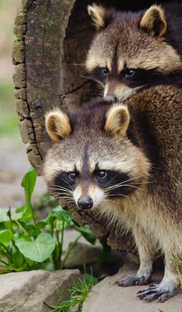 Два забавных енота вылазят из дерева 
