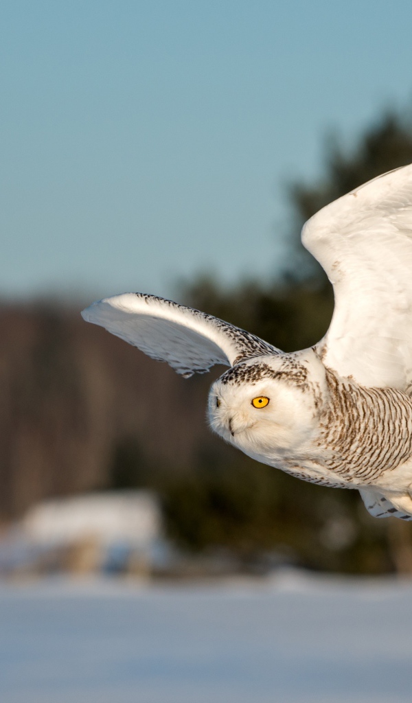 Большая сова с желтыми глазами летит над заснеженным лесом