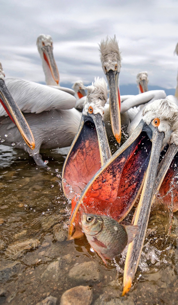 Стая пелинанов ловят рыбу