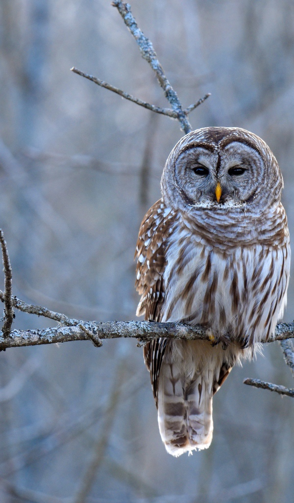 Большая коричневая сова сидит на ветке