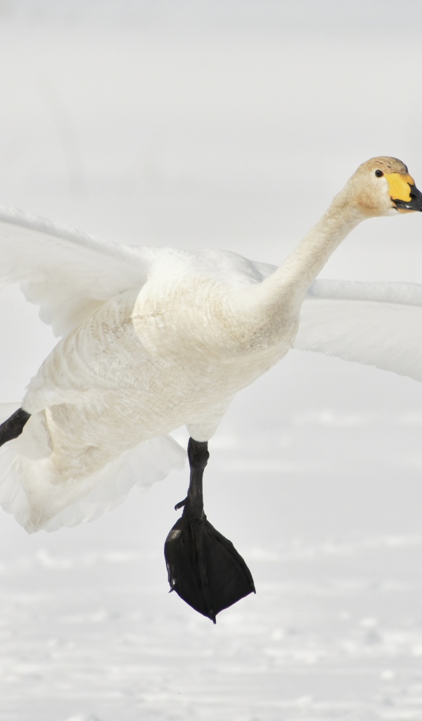 Большой белый лебедь летит над заснеженным озером