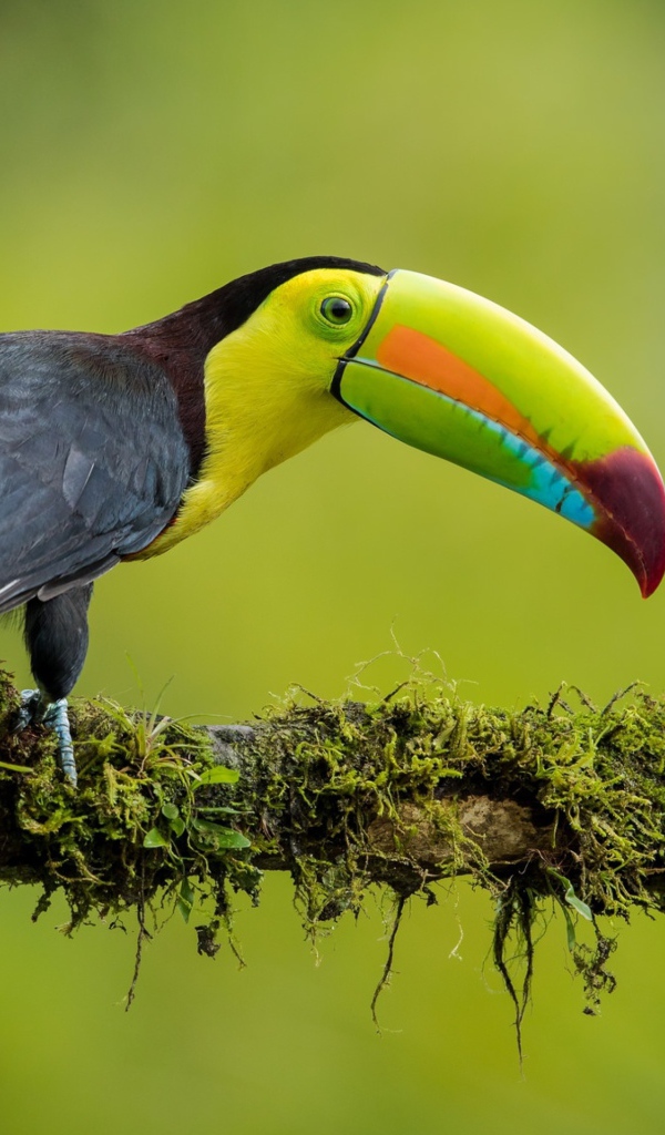 Разноцветный тукан сидит на ветке