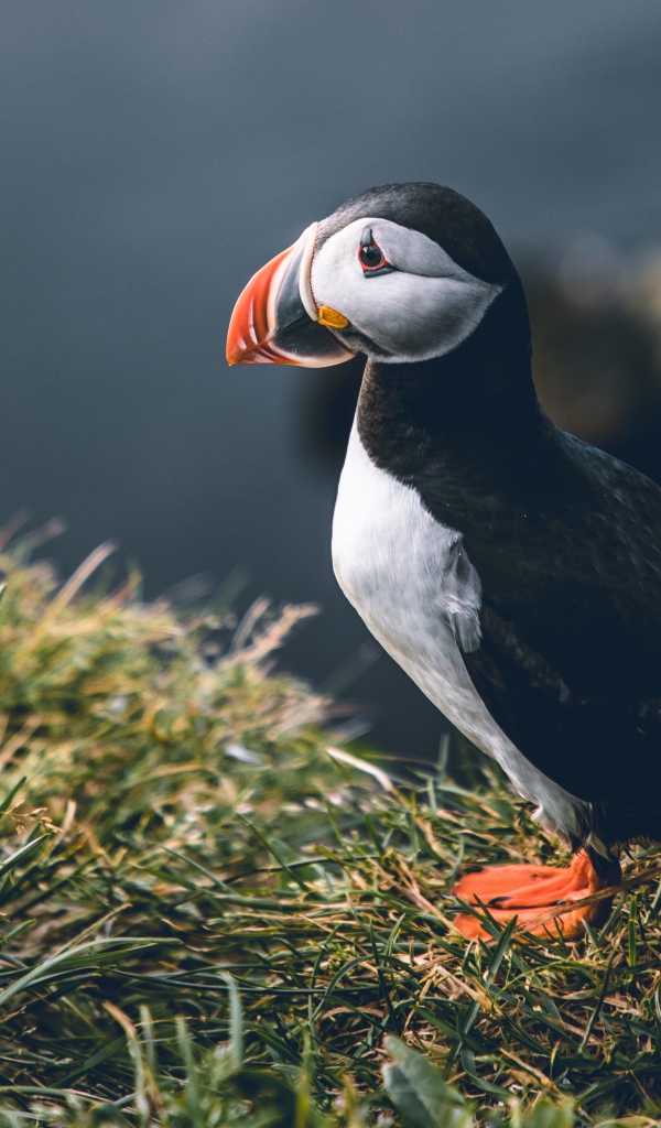 Грустный тупик стоит на траве