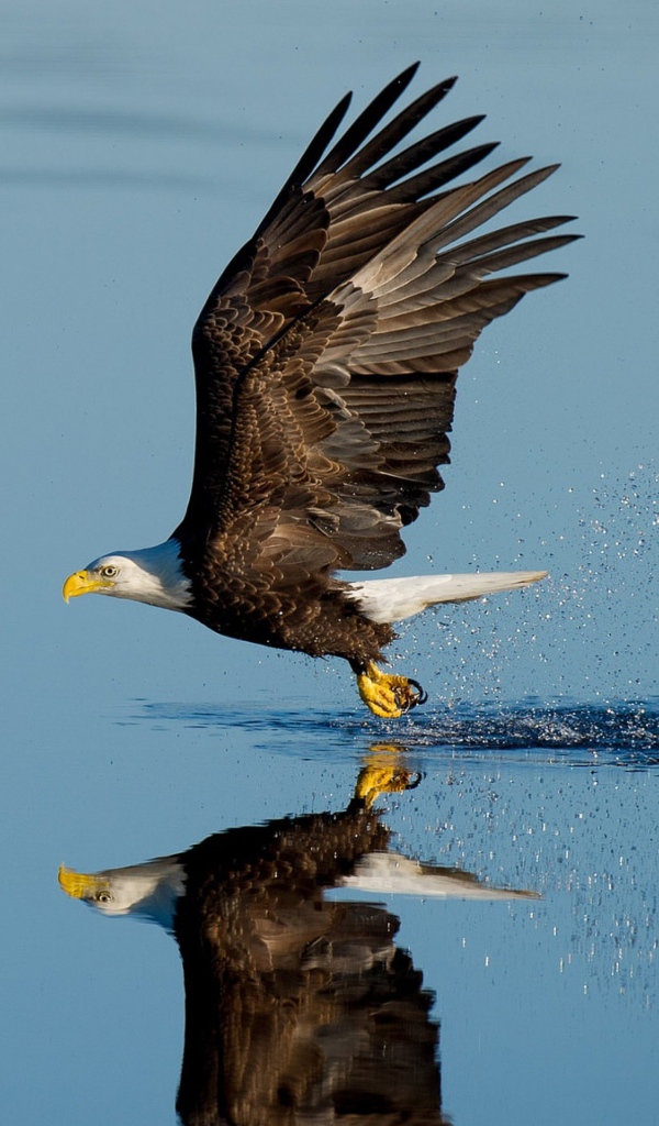 Белоголовый орлан летит над водой 