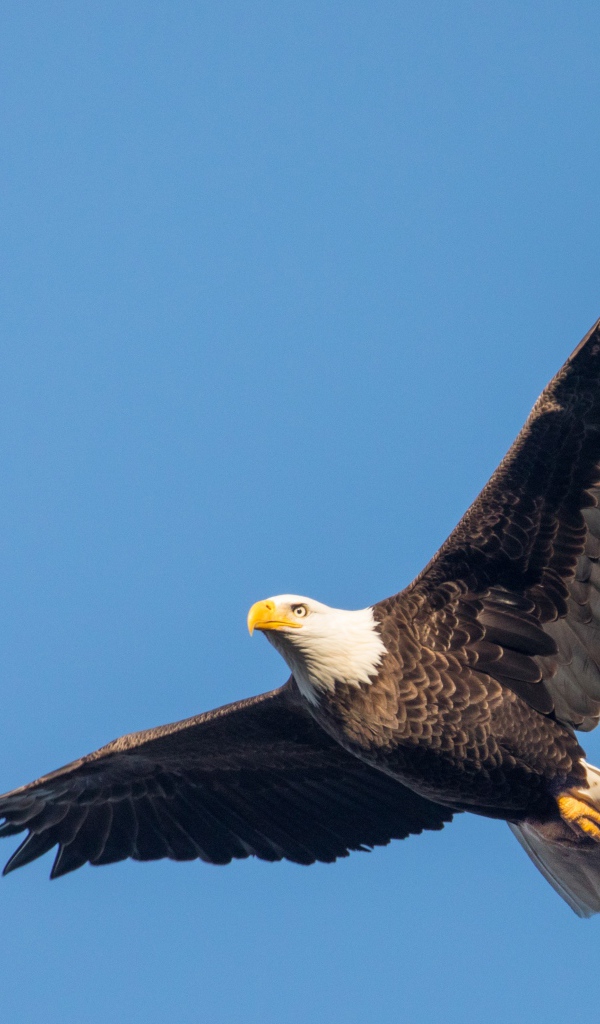 Белоголовый орлан в голубом небе