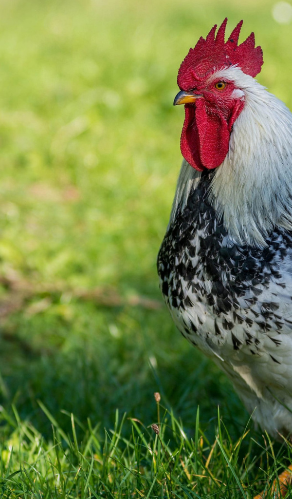 Красивый петух на зеленой траве