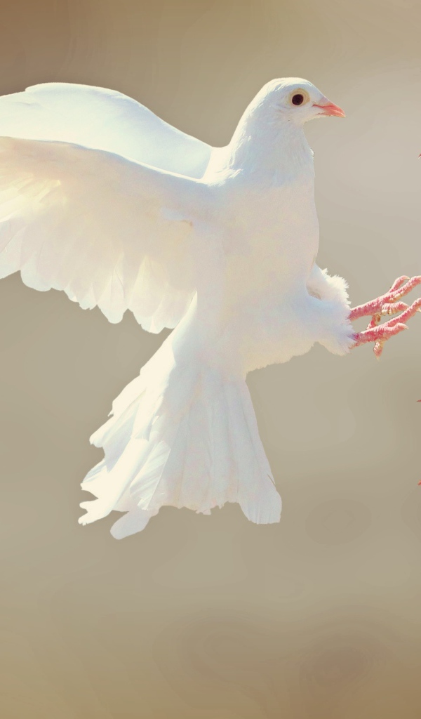 Красивый белый голубь у ветки с оранжевыми листьями