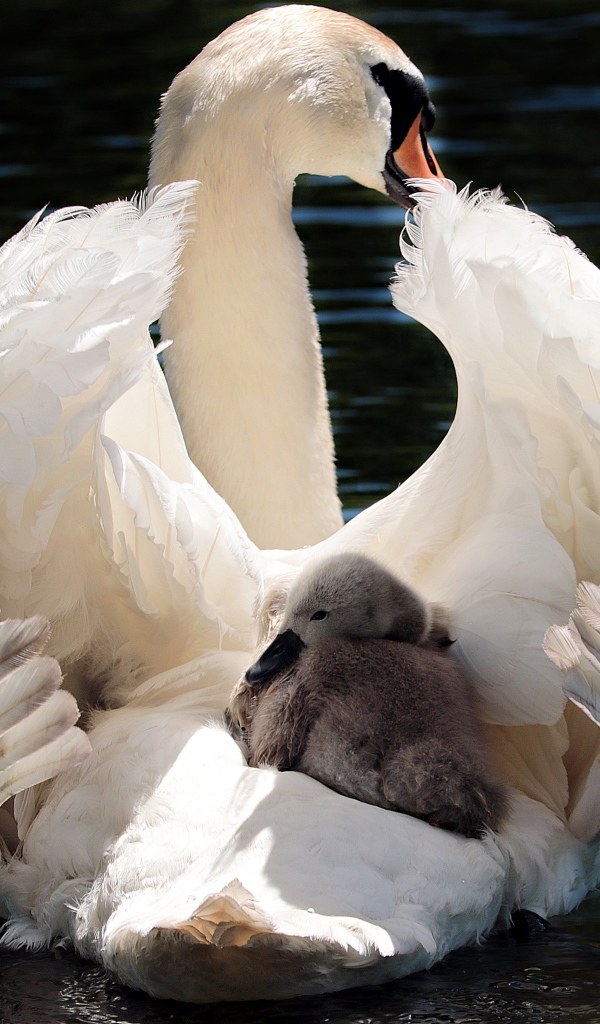 Красивый белый лебедь с птенцом в воде 