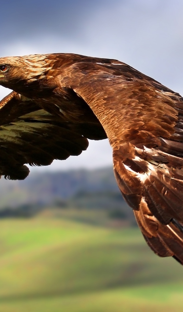 Большой коричневый орел летит в небе 